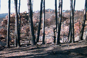 Fire aftermath, burned trunks