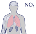 NO2 attacks the lungs